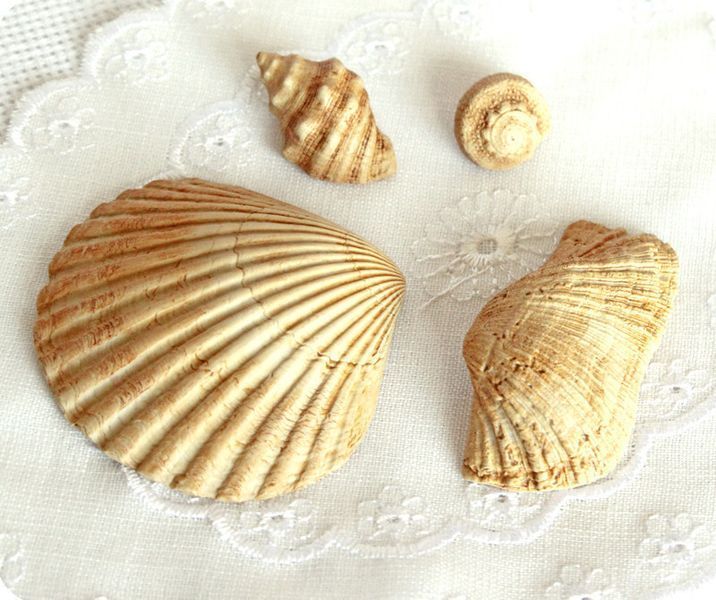 Силиконовый молд на копию натуральной ракушки МР13/1 фото