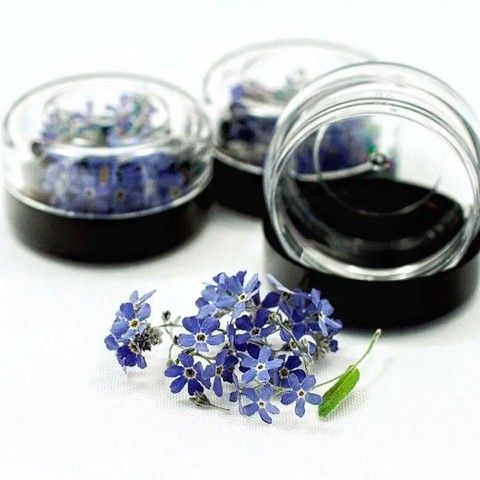 Сухоцветы_главная